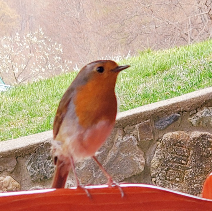 bird