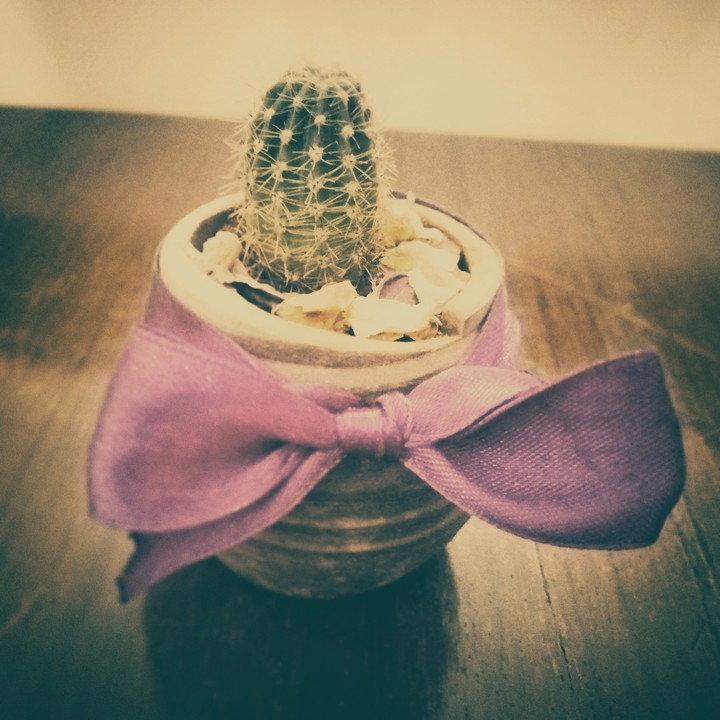 lovely cactus
