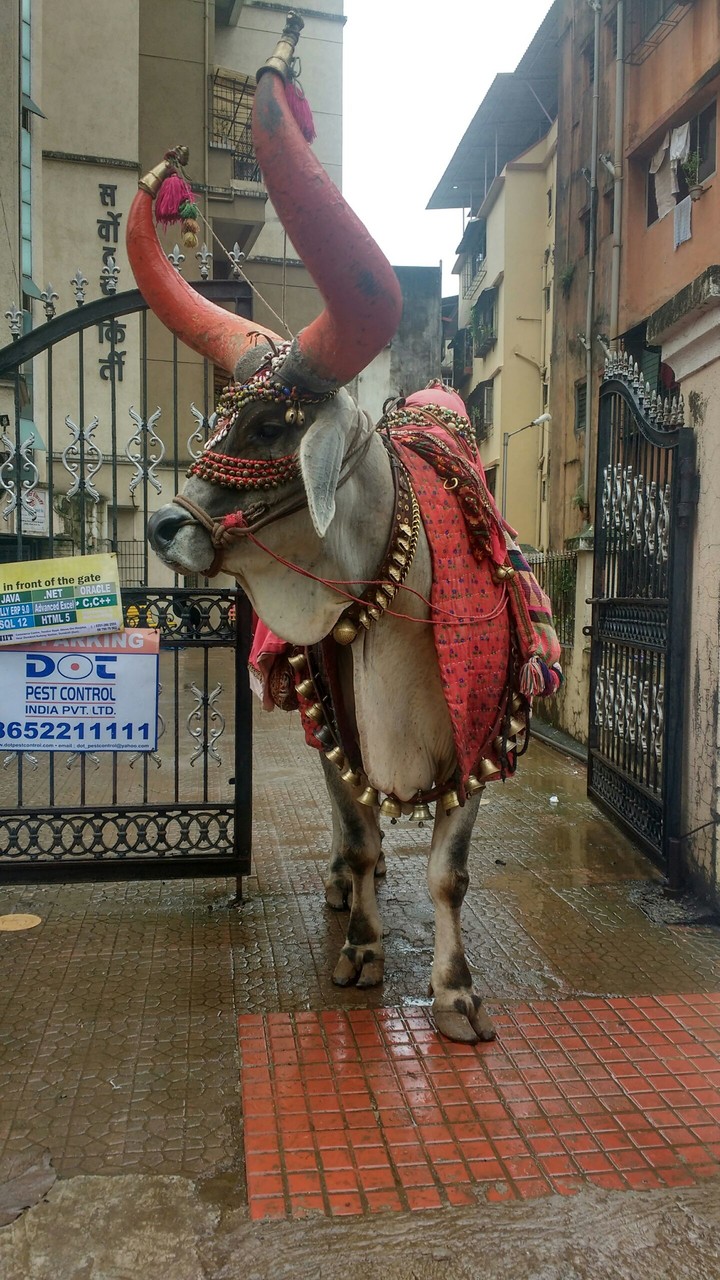 Bull