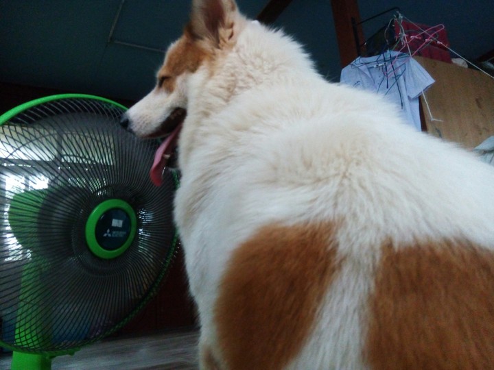 #dog #hot. doghot 5555