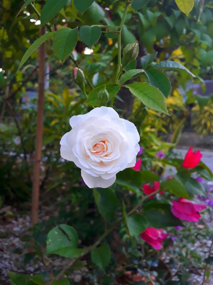 white rose