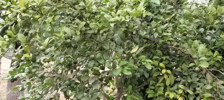 green lemon