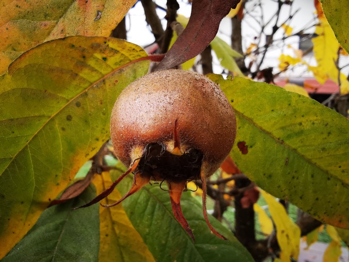 autumn