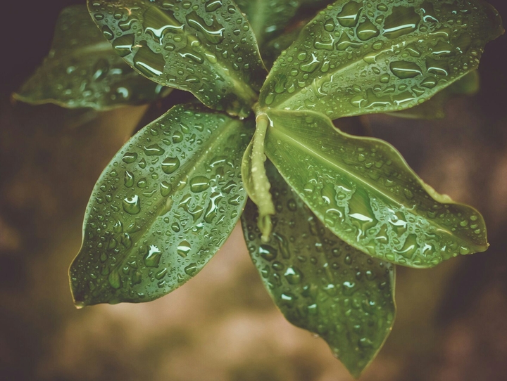 Green Plant