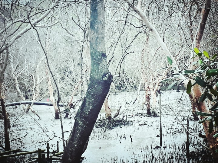 Winter Wonderland