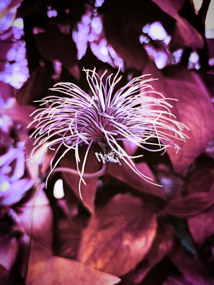 Plant