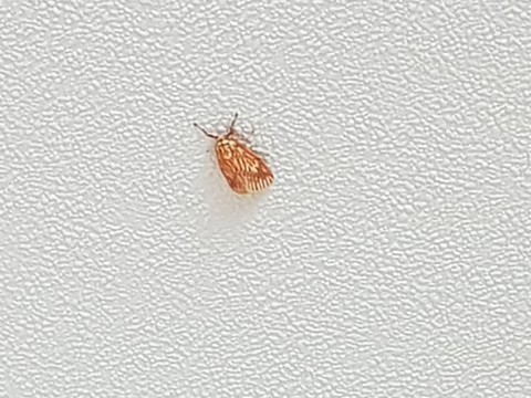 Stuck on the Wall, Nothing will bring me down