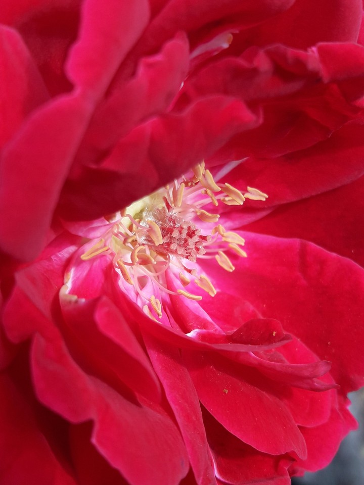 rose