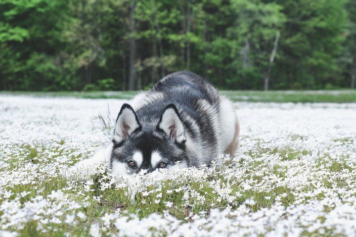♥