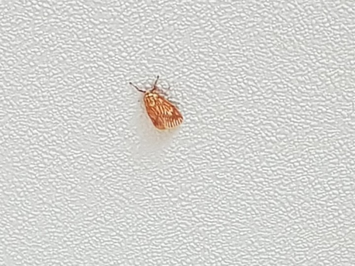 Stuck on the Wall, Nothing will bring me down