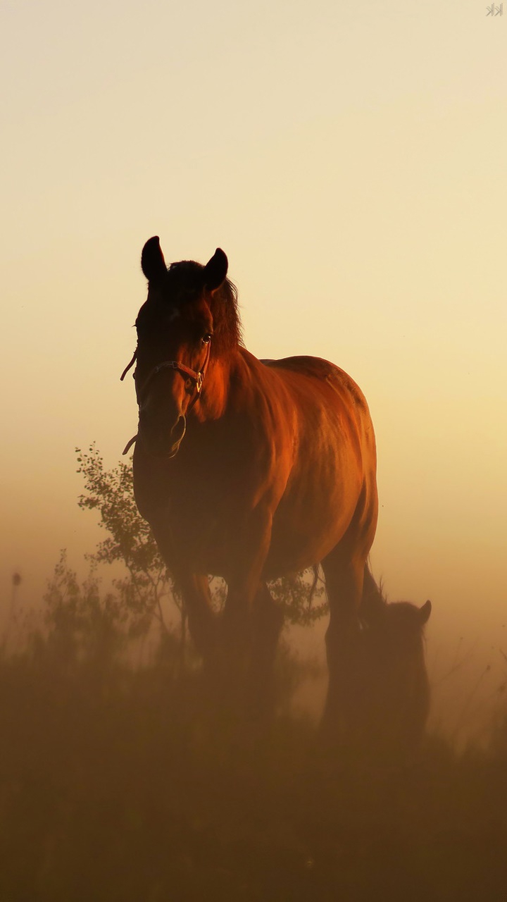 the best animal