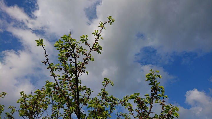 Sky