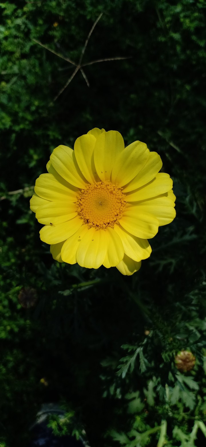 FLOWER 2