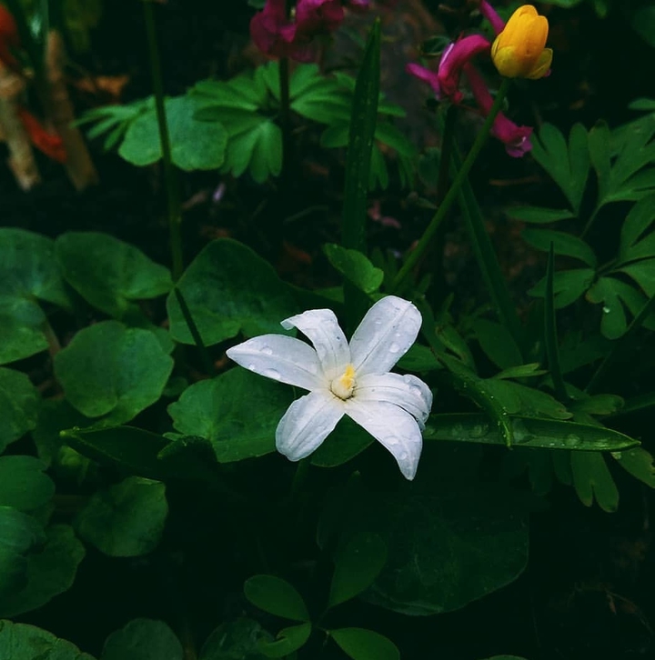 Flover