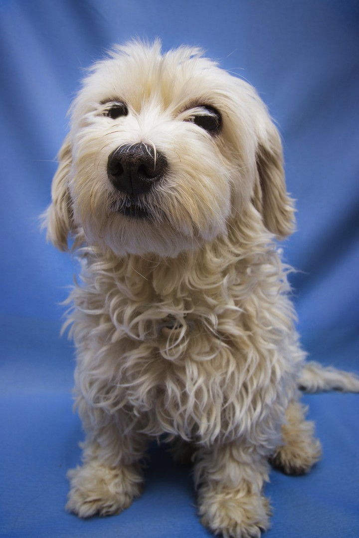 Cute doggie
