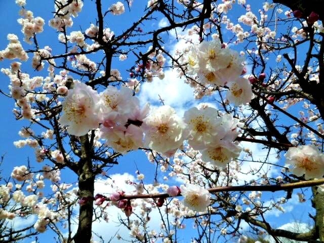 japan ume