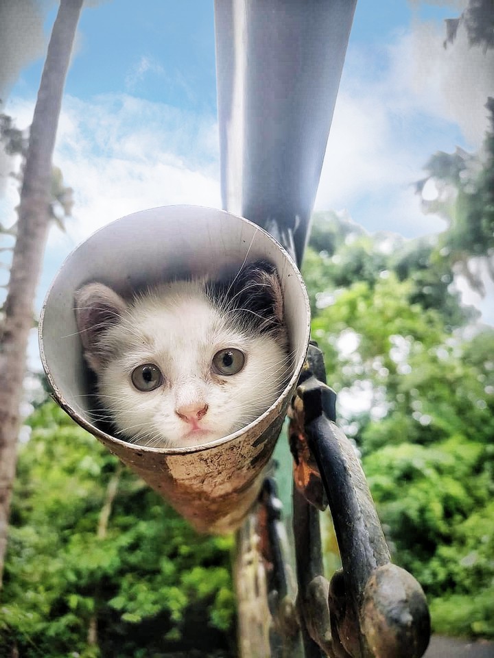 cat