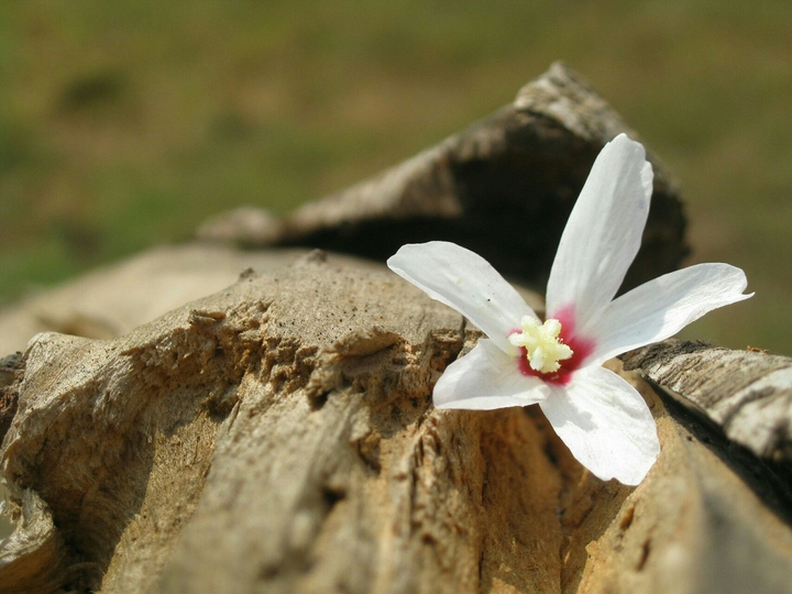 White : Symbol of Peace