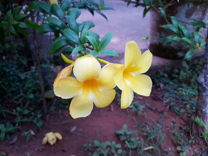 Flower
