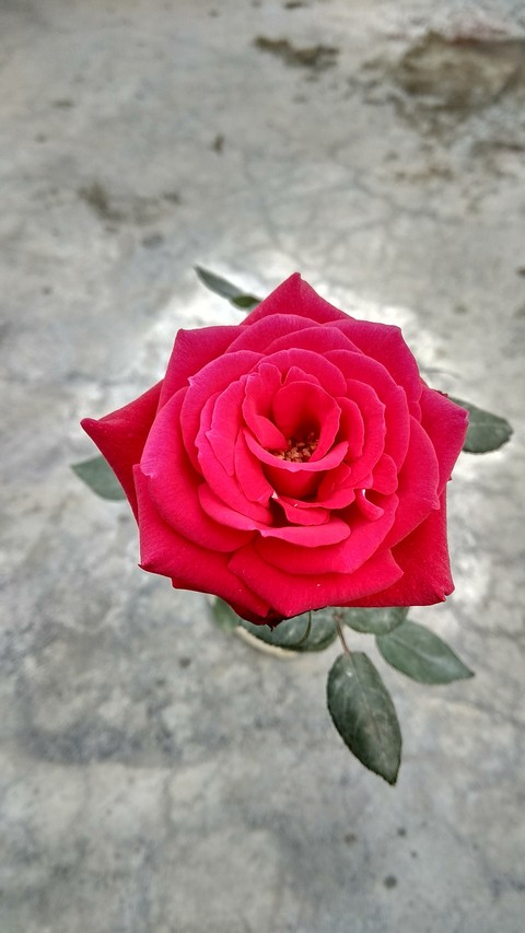 #I #Love #Red #Rose
