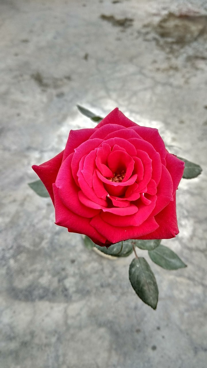 #I #Love #Red #Rose