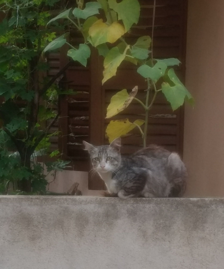 Funky looking cat.