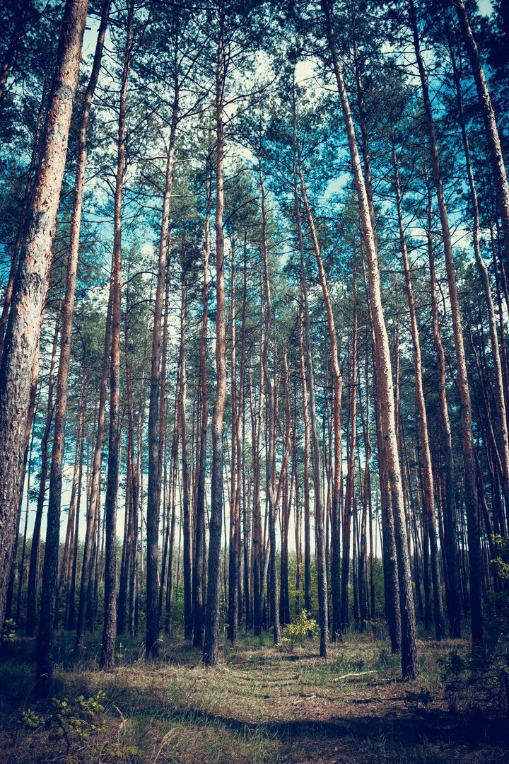 Forest