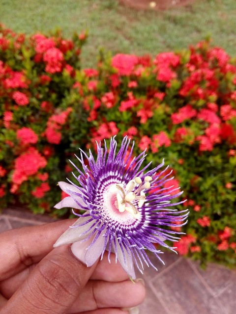 you can see the beauty while u see the entire pic