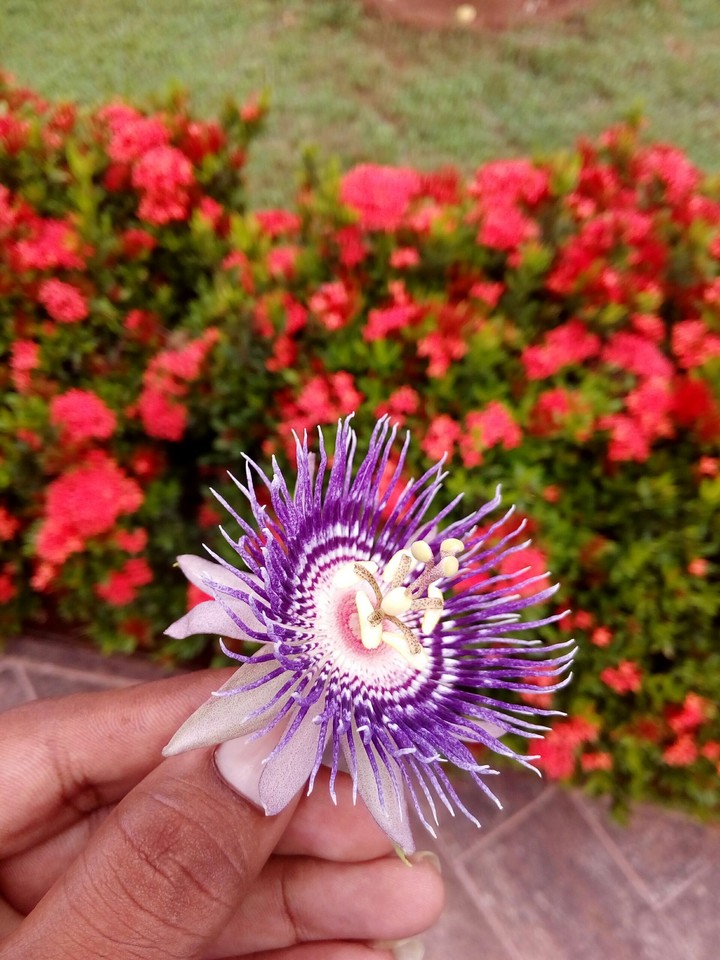 you can see the beauty while u see the entire pic