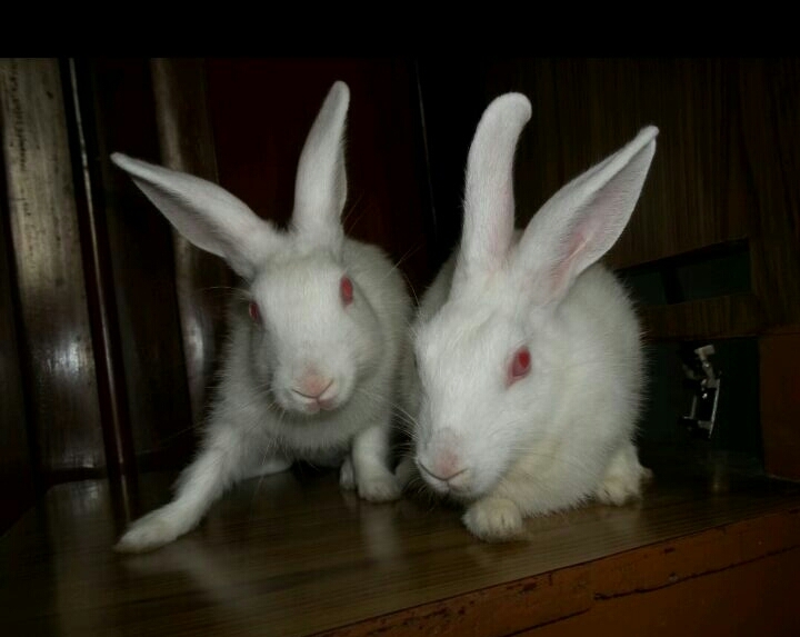 my too sweet pets