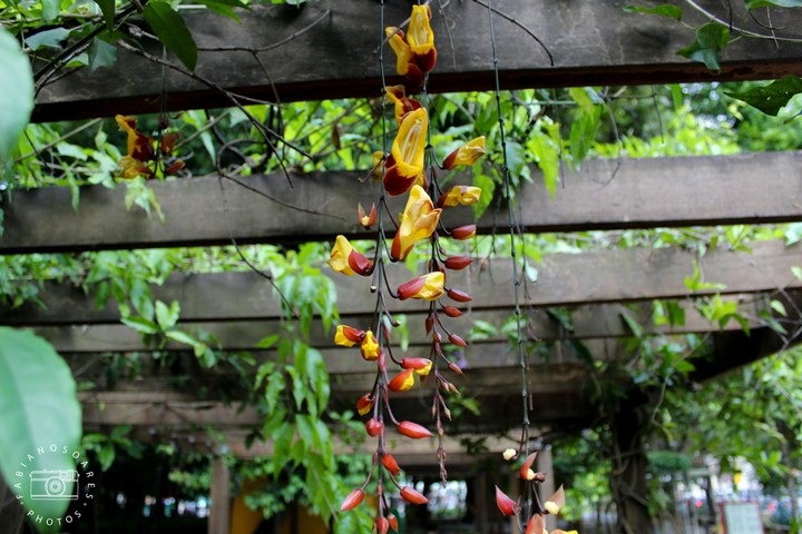 Flor de jade