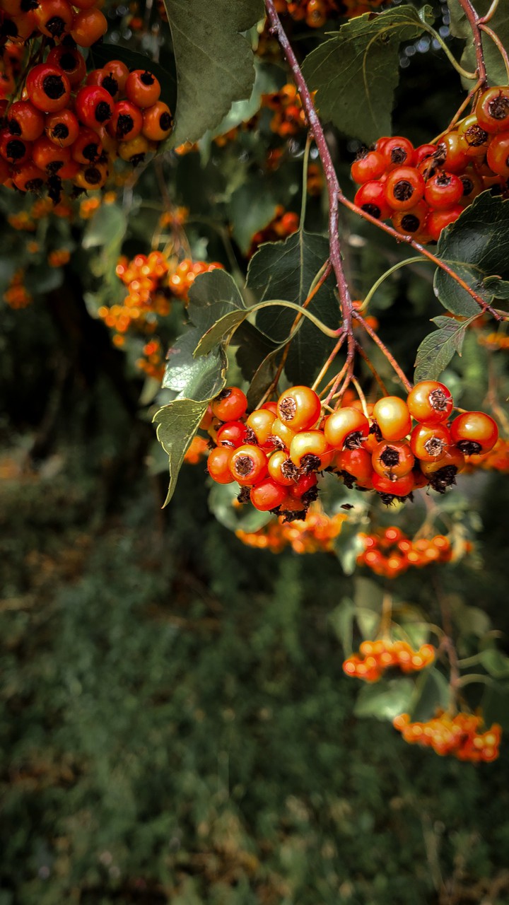 Berries