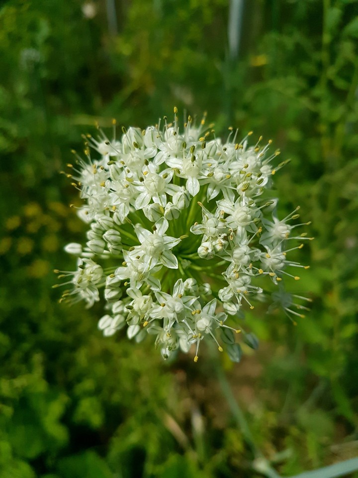again white flower