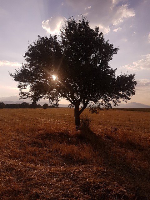 alone tree