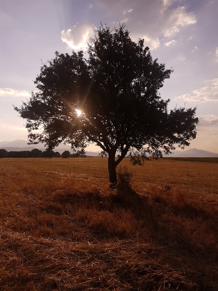 alone tree