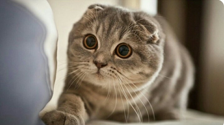ещё котя