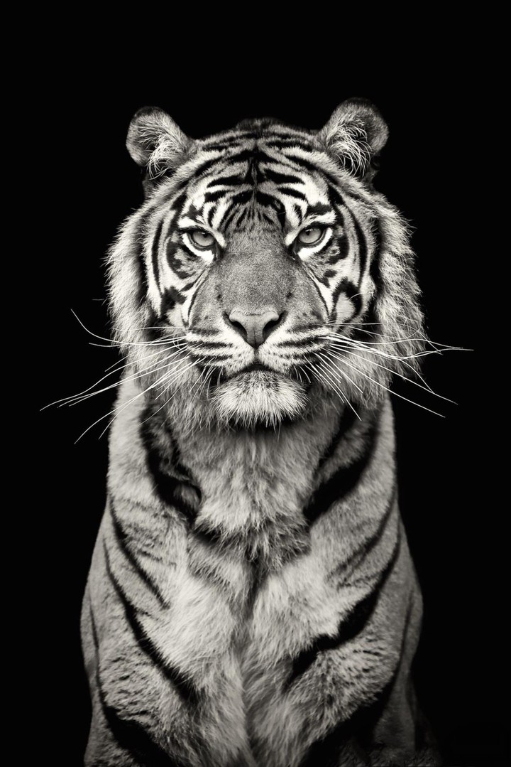 tiger