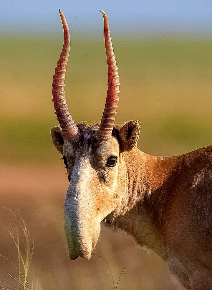 A Saiga Antelope