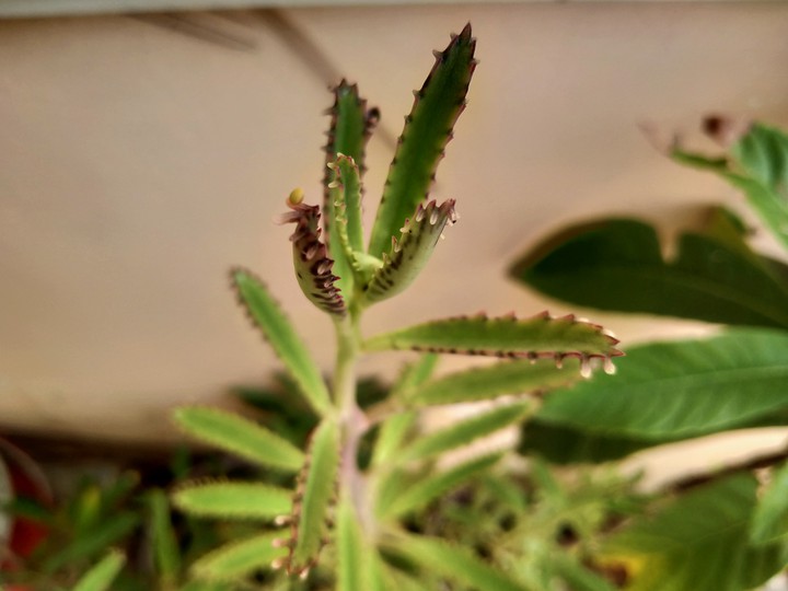 green plant