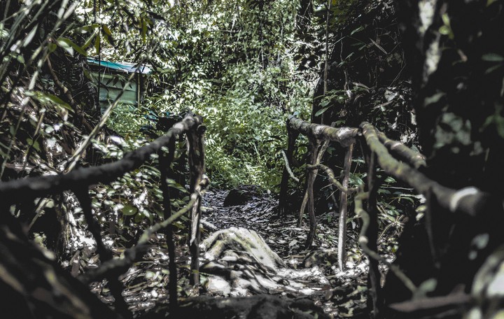 A path in the jungle
