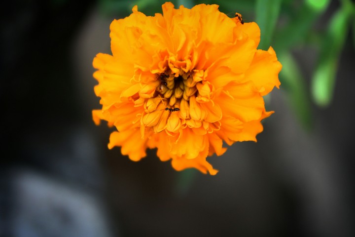 flower