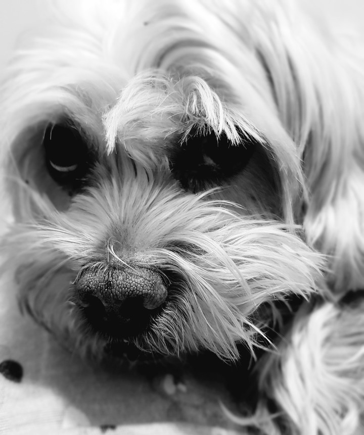 eyes's dog