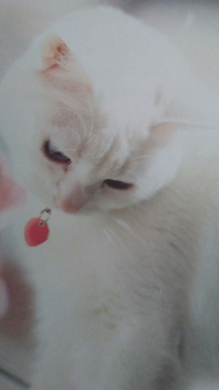beautiful cat