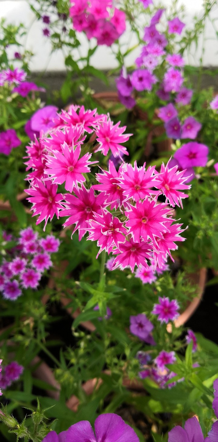 Pink flowers