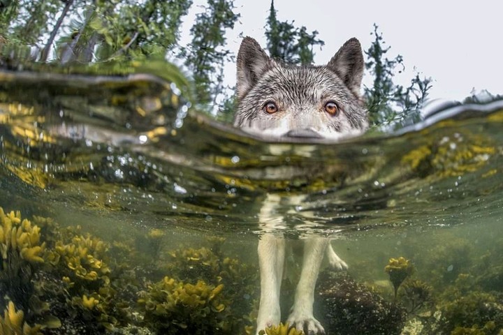 wa
