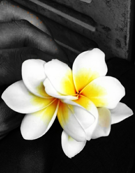 plumeria love