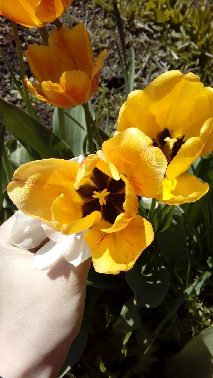 flowers