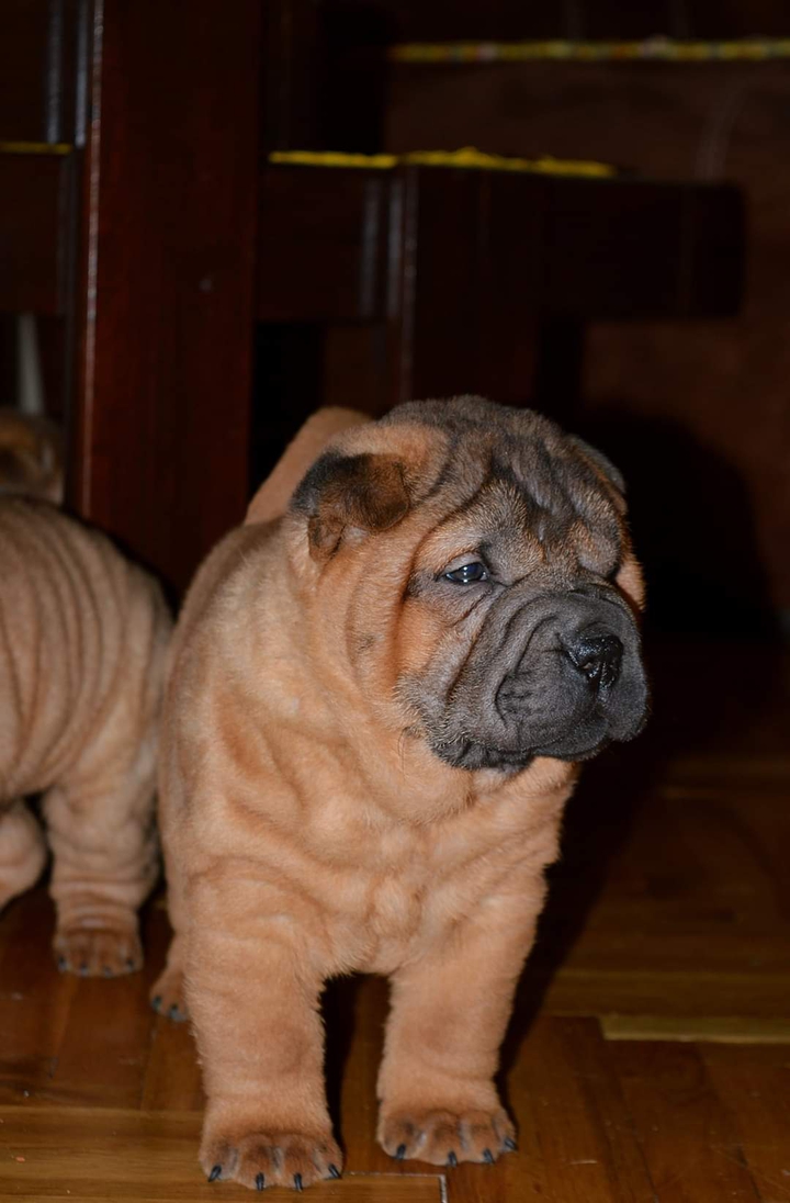 shar pei puppy