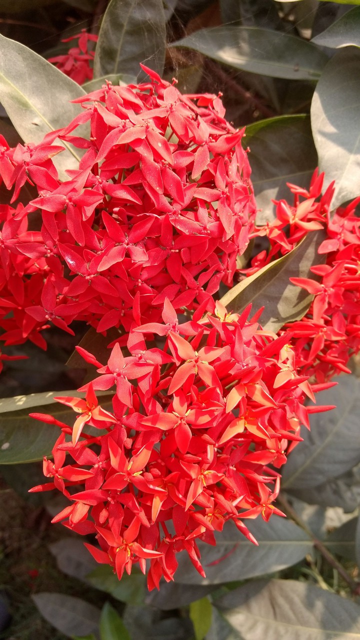 flowers