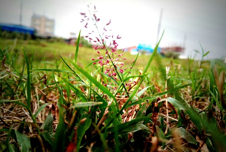 Floret